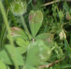 Trifolium albopurpureum Leaf